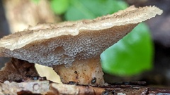 Polyporus tuberaster