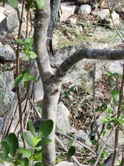 Forestiera reticulata