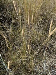 Ammophila arenaria