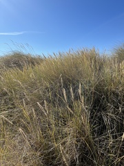 Ammophila arenaria