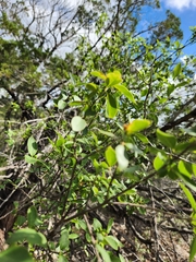 Forestiera reticulata