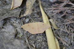 Cyclophora puppillaria
