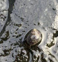 Littorina