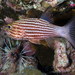 Tiger Cardinalfish - Photo (c) Derek Keats, some rights reserved (CC BY)