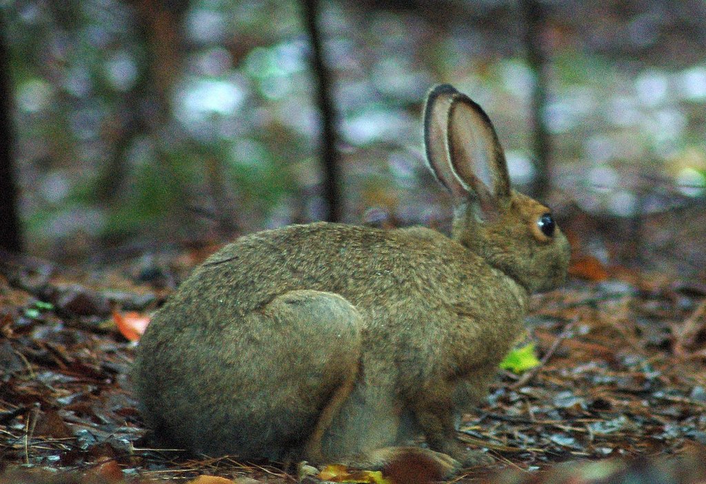Snowshoe Hare (Utah Mammals) · iNaturalist