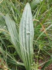 Plantago