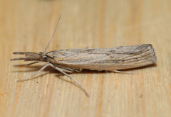 Neodactria luteolellus