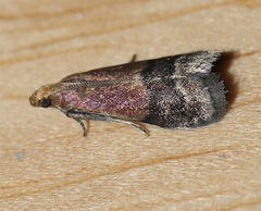 Eulogia ochrifrontella