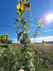 Helianthus grosseserratus