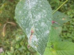 Neoerysiphe galeopsidis