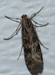 Nomophila nearctica