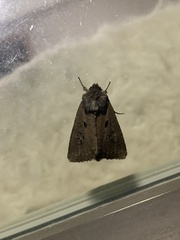 Lacinipolia renigera