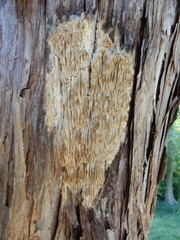 Subantrodia juniperina