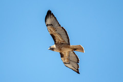 Buteo jamaicensis calurus