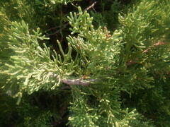Juniperus