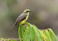 Conopias cinchoneti