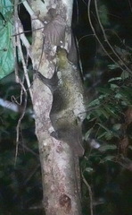 Galeopterus variegatus