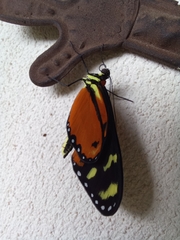 Mechanitis polymnia isthmia