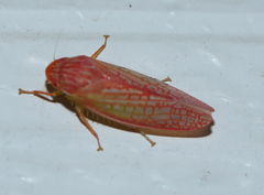 Gyponana gladia