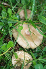 Lactarius pyrogalus
