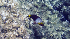 Sparisoma cretense