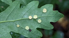 Neuroterus albipes