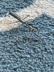 Stagmomantis carolina