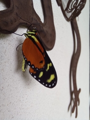 Mechanitis polymnia isthmia