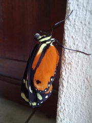 Mechanitis polymnia isthmia