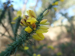 Ulex minor
