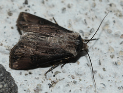 Agrotis venerabilis
