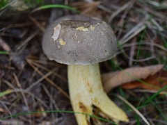 Retiboletus griseus