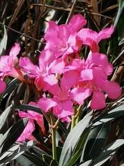 Nerium oleander