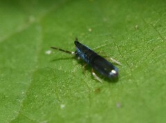 Lepidocyrtus paradoxus