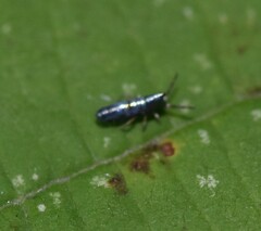 Lepidocyrtus paradoxus