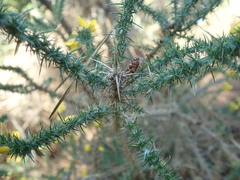 Ulex minor