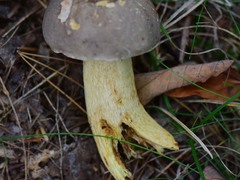 Retiboletus griseus
