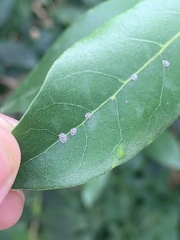 Ceroplastes floridensis