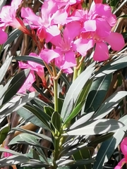 Nerium oleander