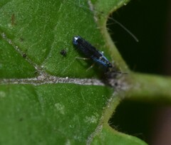 Lepidocyrtus paradoxus