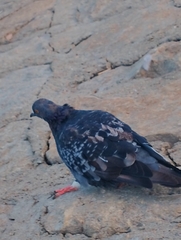Columba livia domestica