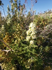Chamaebatiaria millefolium