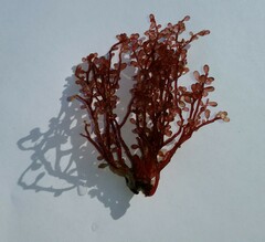 Botryocladia occidentalis