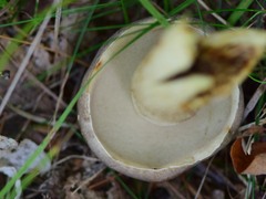 Retiboletus griseus