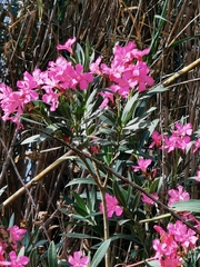 Nerium oleander