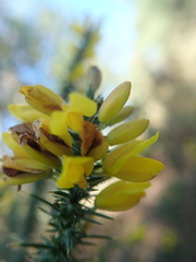 Ulex minor