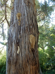 Subantrodia juniperina