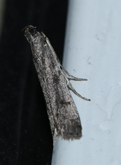 Phycitodes reliquellum