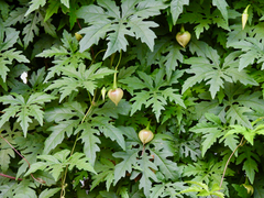 Distimake dissectus dissectus