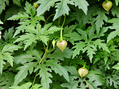 Distimake dissectus dissectus